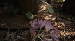 Colchicum feinbruniae