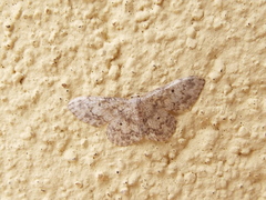 Idaea libycata