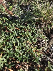 Cerastium tomentosum