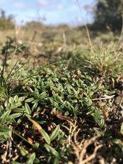Cerastium tomentosum