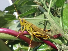 Melanoplus differentialis