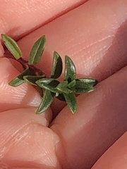 Cerastium tomentosum