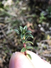 Cerastium tomentosum