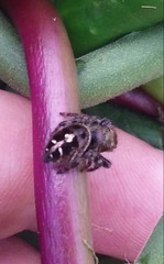 Phidippus audax