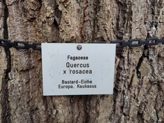 Quercus × rosacea