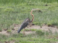 Ardea purpurea