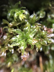 Mnium spinosum