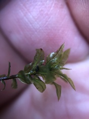 Mnium spinosum