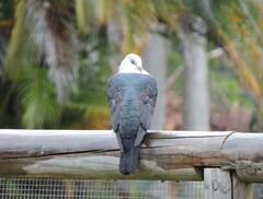 Columba leucomela