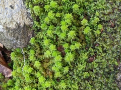 Sphagnum compactum