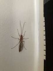 Ophion obscuratus