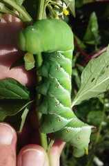 Manduca sexta