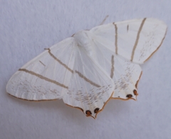 Lepidoptera