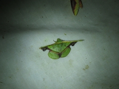 Fascellina plagiata