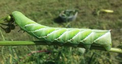 Manduca sexta
