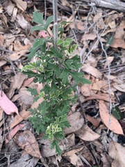 Xanthosia pilosa