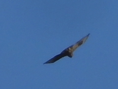 Buteo japonicus