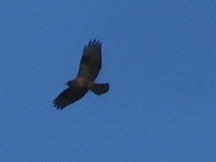Buteo japonicus