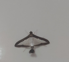 Diaphania