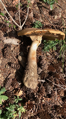 Agaricus augustus