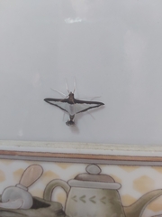 Diaphania