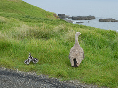 Cereopsis novaehollandiae