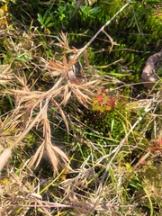 Dichanthelium scoparium