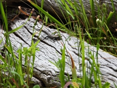 Cryptoblepharus buchananii