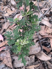 Xanthosia pilosa
