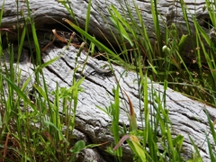 Cryptoblepharus buchananii