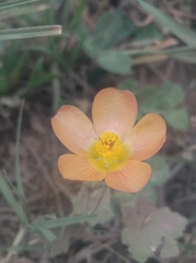 Modiolastrum malvifolium