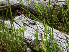 Cryptoblepharus buchananii