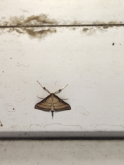 Cnaphalocrocis