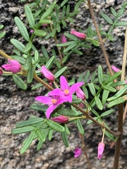 Boronia amabilis