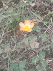 Modiolastrum malvifolium