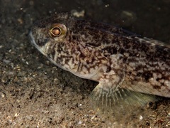 Gobius niger