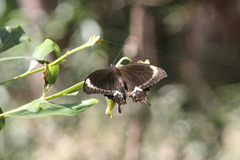 Papilio fuscus