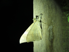 Oxyodes