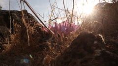 Colchicum feinbruniae