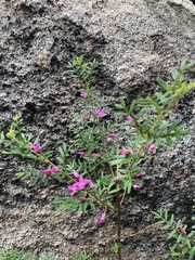 Boronia amabilis