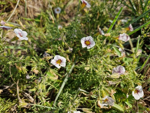 Calibrachoa humilis (Calibrachoa humilis)