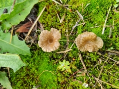 Arrhenia rickenii