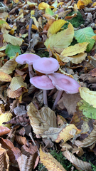 Mycena pura