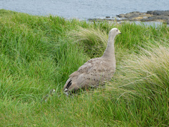 Cereopsis novaehollandiae