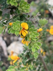 Pultenaea hartmannii