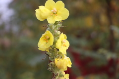 Verbascum phlomoides