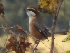 Lanius bucephalus