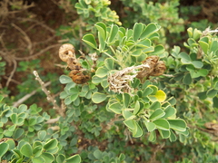 Medicago arborea