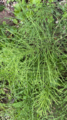 Equisetum pratense