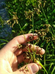 Scirpus pedicellatus